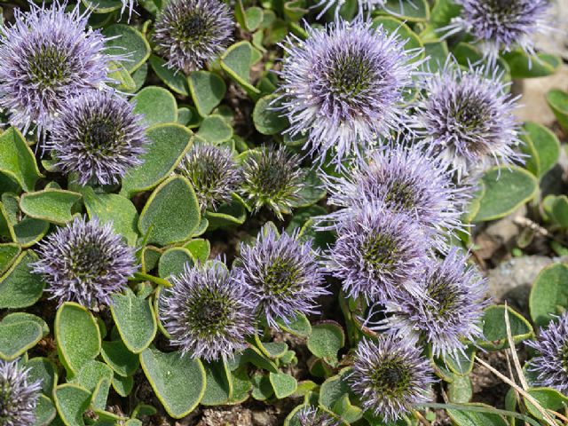 Alpi Apuane:  Globularia incanescens